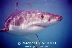 Great White Shark, Dyer Island, Gansbaai, South Africa, C... by Michael C.SCHOLL 